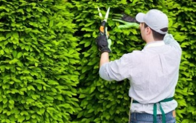 Dịch vụ về chăm sóc cảnh quan, chăm sóc cây xanh
