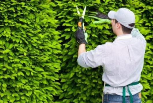 Dịch vụ về chăm sóc cảnh quan, chăm sóc cây xanh